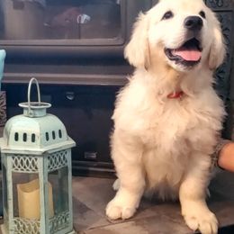 Golden Retriever Puppies from Kansas Prairie Pups