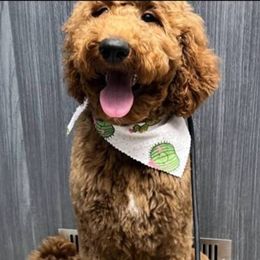 Teddy - Goldendoodle