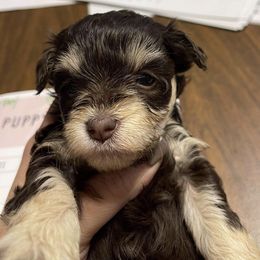 Miniature Schnauzer Puppies from Virgil Farms