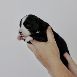 Garbo - Black & white female Miniature Australian Shepherd puppy in White Oak, Texas from Triple Lake Ranch Miniature Australian Shepherds