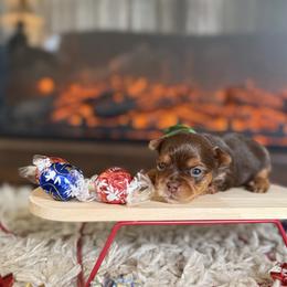 Simon (green collar) - Chocolate and tan male Yorkshire Terrier puppy in Jacksonville, Florida from TLJ Choco Yorkie Love