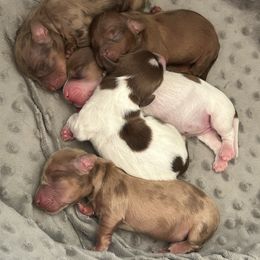 Dachshund puppies from SnortVille Frenchies & CreekSide Mini Doxies