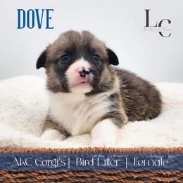 Dove - Sable female Pembroke Welsh Corgi puppy in Pine Village, Indiana from NL Horsemanship