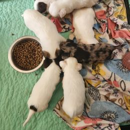 Chihuahua Puppies from Fabulous little paws