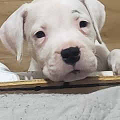Dogo Argentino Puppies from Amy Collins