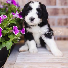 Bernedoodle, Goldendoodle, and Poodle Puppies from Best Quality Doodles