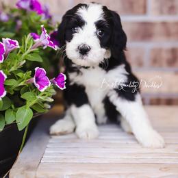 Bernedoodle, Goldendoodle, and Poodle Puppies from Best Quality Doodles