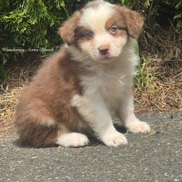 Pancake - Red tri-color male Australian Shepherd puppy in Chehalis, Washington from Wandering Acres Ranch