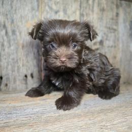 Ellie - Chocolate and tan female Yorkshire Terrier puppy in Mountain Grove, Missouri from Precious Puppies