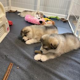 Alaskan Malamute Puppies from Alpenglow Alaskan Malamutes