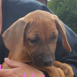 Rhodesian Ridgeback Puppies from Courage Rhodesian Ridgebacks