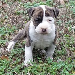 American Staffordshire Terrier and French Bulldog Puppies from Cicero Kennels