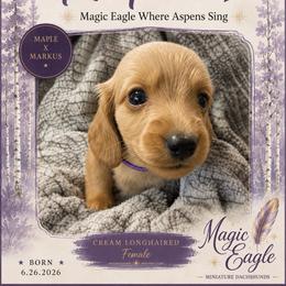Aspen - Cream female Dachshund puppy in Shawnee, Oklahoma from Magic Eagle Miniature Dachshunds