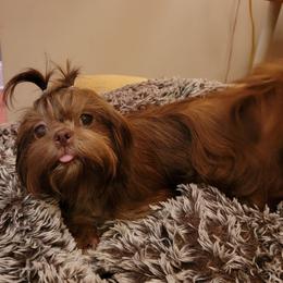 Little Red Rosie - Red female Shih Tzu puppy in Cartersville, Georgia from 100 Acre Woods Shih Tzu Plantation