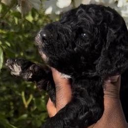Gentleman - Black male Poodle puppy in Corona, California from Garden Of Poodles