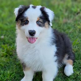 Jesse - Black tri-color male Australian Shepherd puppy in Red Oak, Texas from Wildwing Aussies