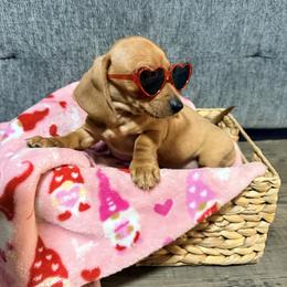 Opal - Red female Dachshund puppy in Crossville, Tennessee from Golden Critter Farm