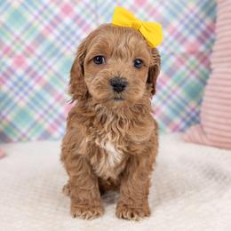 Bunny - Cockapoo