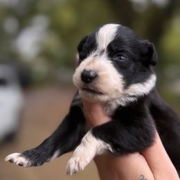 Zara - Black & white female Australian Shepherd puppy in Orlando, Florida from Skaky Shepherds