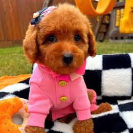 Taffy - Red female Maltipoo puppy in Sugar Land, Texas from Celebrity Maltipoos