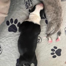 Girl 1 - Black female Whippet puppy in Katy, Texas from Texas Diamond Whippets