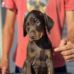 No Collar Boy - Red and rust male Doberman Pinscher puppy in Stow, Ohio from Imperium Dobermann