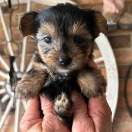 Boy 3 - Black and tan male Yorkshire Terrier puppy in Basile, Louisiana from The Lazy 3 Ranch
