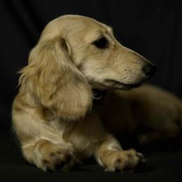 Bea - Cream female Dachshund puppy in Brooksville, Florida from Dapper Doxies