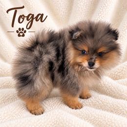 Toga - Blue merle female Pomeranian puppy in Sandia, Texas from Broken Arrow Poms