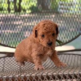 Easter - Apricot male Maltipoo puppy in El Dorado, Arkansas from Magnolia Mini Doodles