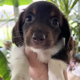 Dachshund Puppies from Welden’s Miniature Dachshunds