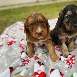 Bernedoodle, Cavalier King Charles Spaniel, and Goldendoodle Puppies from Dandelion Doodles