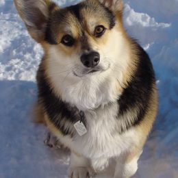 Cardigan Welsh Corgis from Linda's Cardigan Welsh Corgis