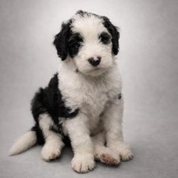 Dublin - Black and white female Sheepadoodle puppy in Rocky Point, North Carolina from CelticDoods