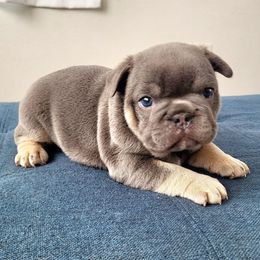 Boy 3 - Tricolors French Bulldog puppy in Spring Creek, Nevada from Nevada Frenchie Co.
