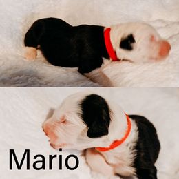 Old English Sheepdog Puppies from Midwest Puppy Paws