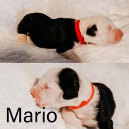 Old English Sheepdog Puppies from Midwest Puppy Paws