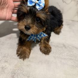 Max - Black and gold male Yorkshire Terrier puppy in Maple Heights, Ohio from Yorkiesllc