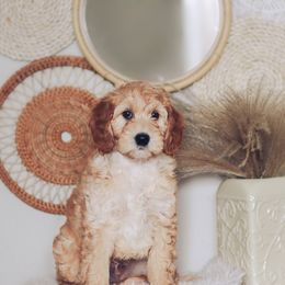 Goldendoodle Puppies from Sac River GoldenDoodles & BerneDoodles LLC