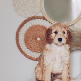 Goldendoodle Puppies from Sac River GoldenDoodles & BerneDoodles LLC