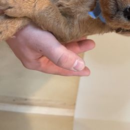 Girl 4 - Labradoodle puppy in Sandy, Utah from Vals Doodles