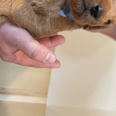 Girl 4 - Labradoodle puppy in Sandy, Utah from Vals Doodles