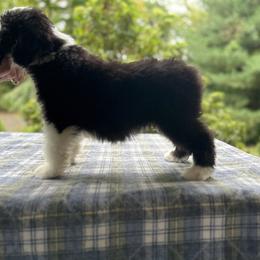 Bearded Collie and Border Collie Puppies from Beloved Bearded & Border Collies
