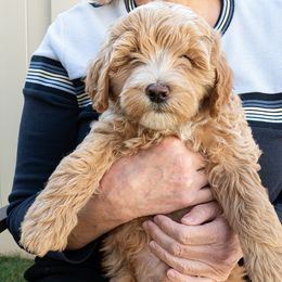 Pecan - Apricot male Goldendoodle puppy in Roy, Utah from Doodles are Amazing