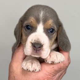 AKC Pink Collar Female - Beagle puppy from Idaho Beagles