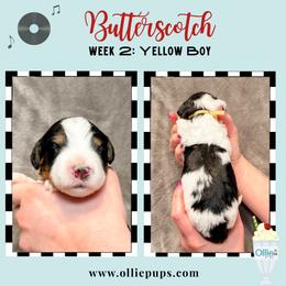 Butterscotch - Tri-color male Bernedoodle puppy in Boiling Springs, South Carolina from OlliePups, LLC
