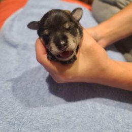 Miniature Schnauzer Puppies from S & S Miniature Schnauzer