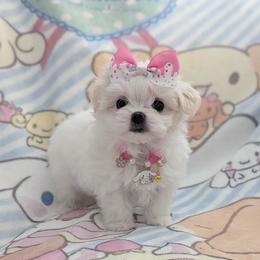 Snow White - White and lemon female Morkie puppy in Eureka, California from Bratpack Babydolls