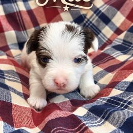 Mae - Parti female Yorkshire Terrier puppy in Goode, Virginia from Glass Hill Yorkies