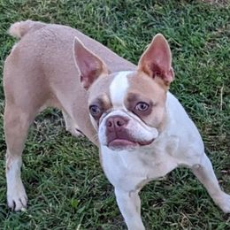 Squirrel - Boston Terrier